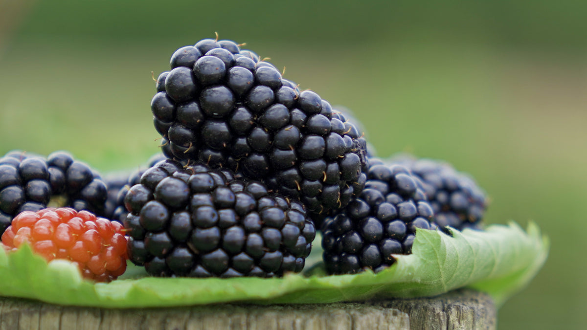 Define Calpac Collections – CalPac Berry Plants