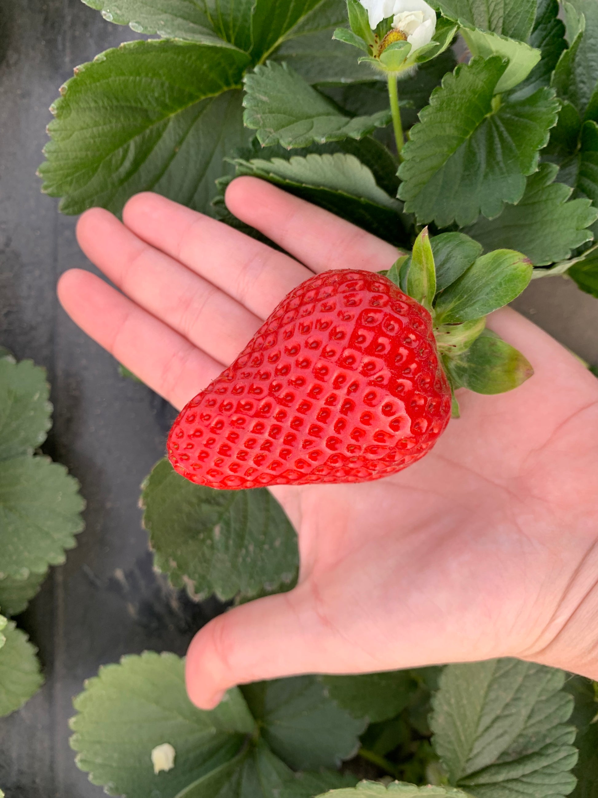 A gigantic perfectly formed strawberry in the palm of someone's hand.  The single berry fills the entire palm!