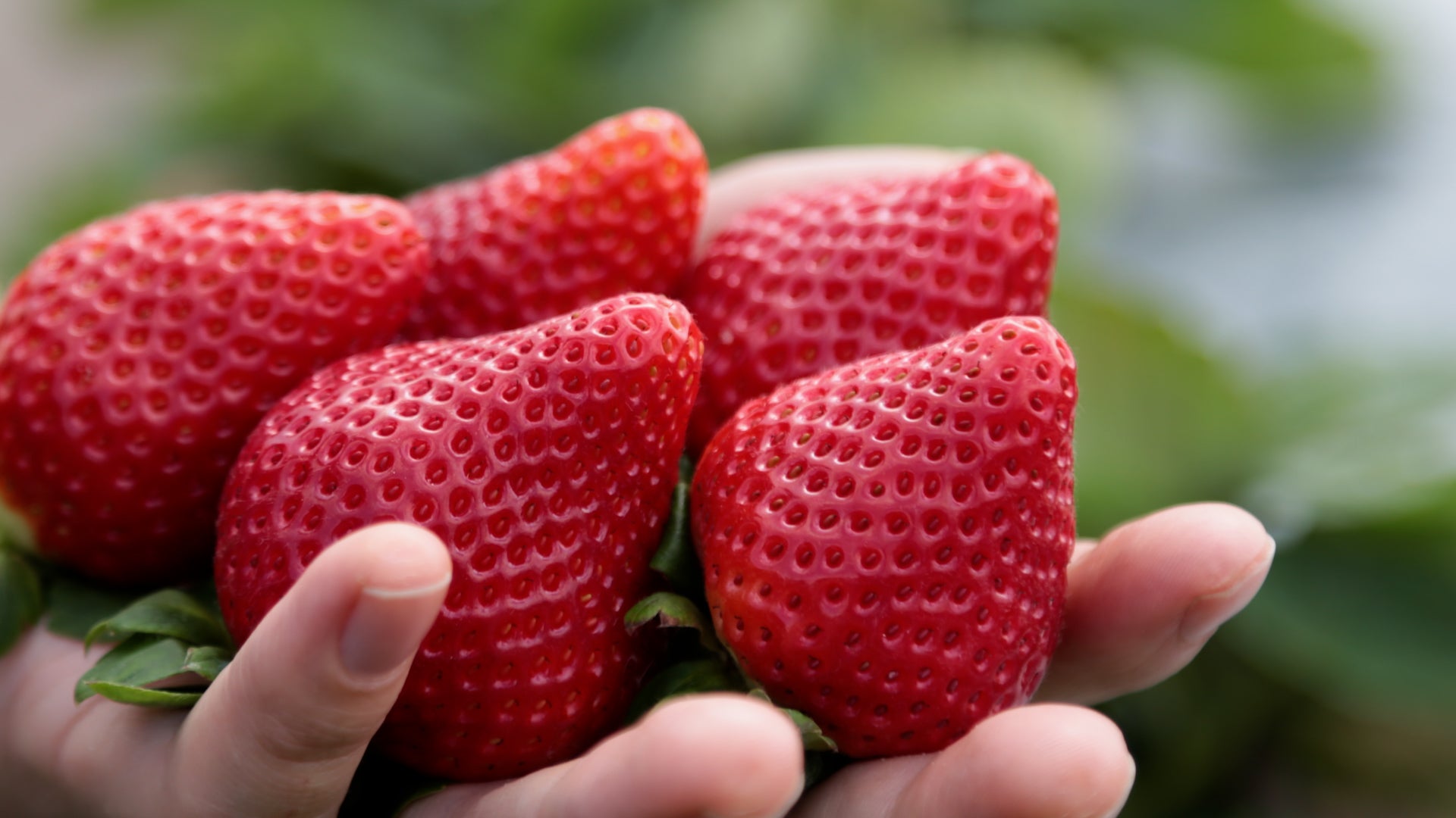 Cal Pac Florida Beauty™ – CalPac Berry Plants