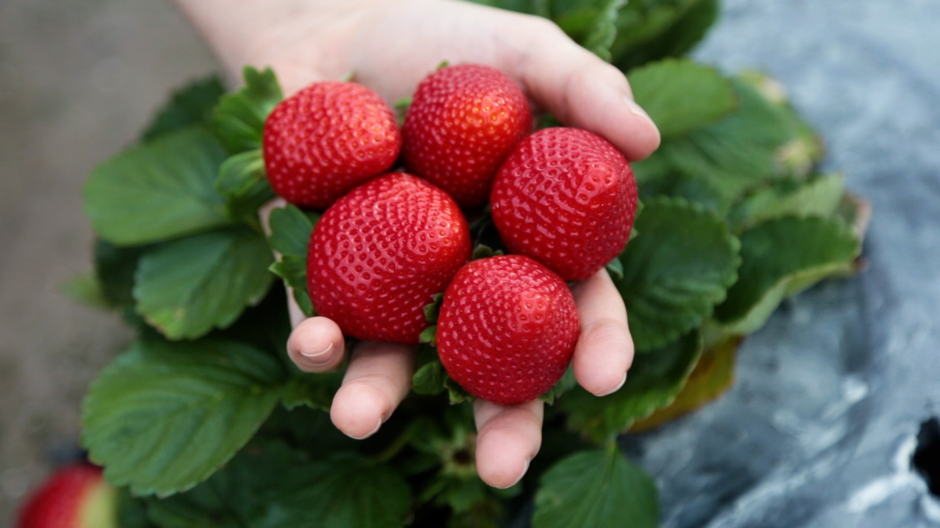 Define Calpac CalPac Berry Plants