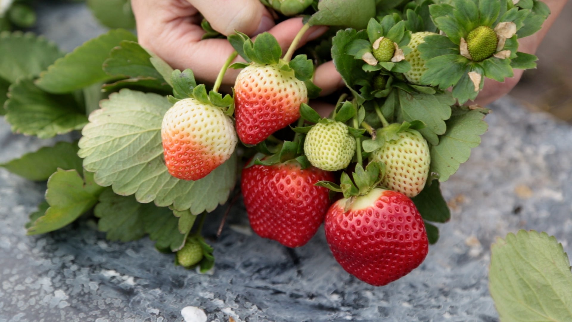 Define Calpac CalPac Berry Plants