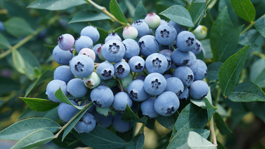 Define Calpac All Plants – CalPac Berry Plants