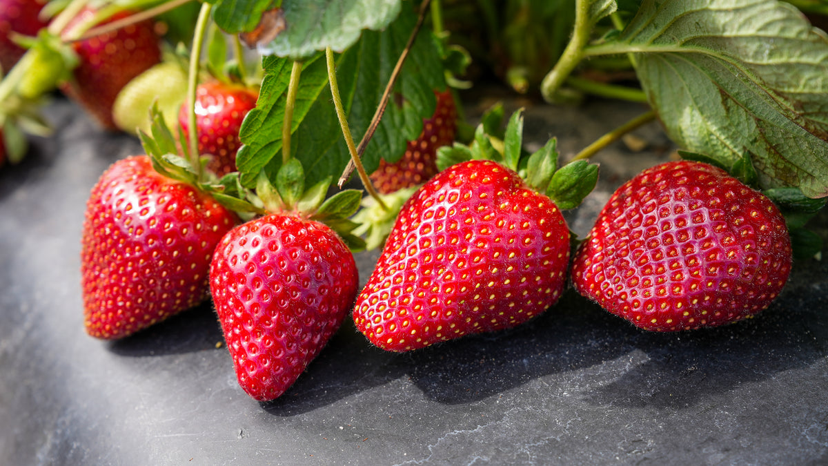 Florida Festival™ – CalPac Berry Plants