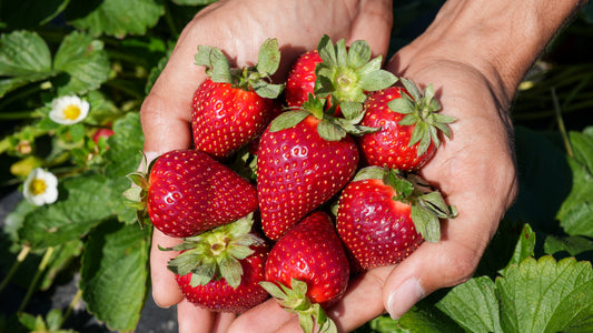 Define Calpac All Plants – CalPac Berry Plants