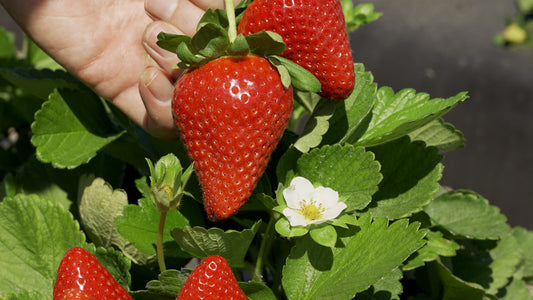 Well-shaped right red berry next to a strawberry flower.