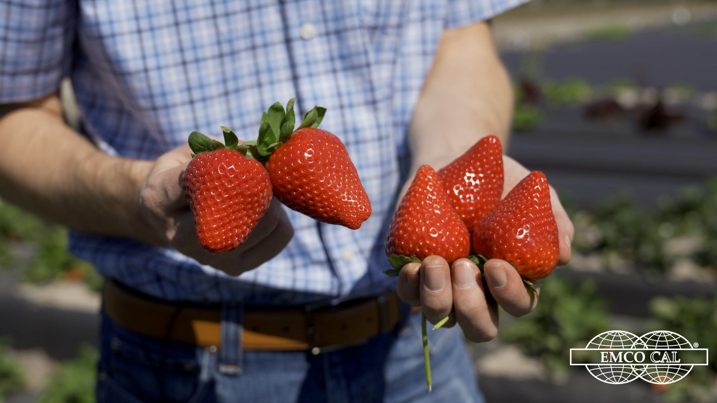 Person holding a few berries in each hand.  Vibrant red berries and uniformly shaped