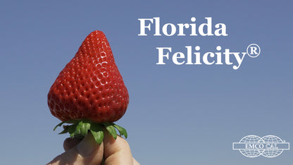 A glamor shot of a strawberry being held, with the variety name and company logo.