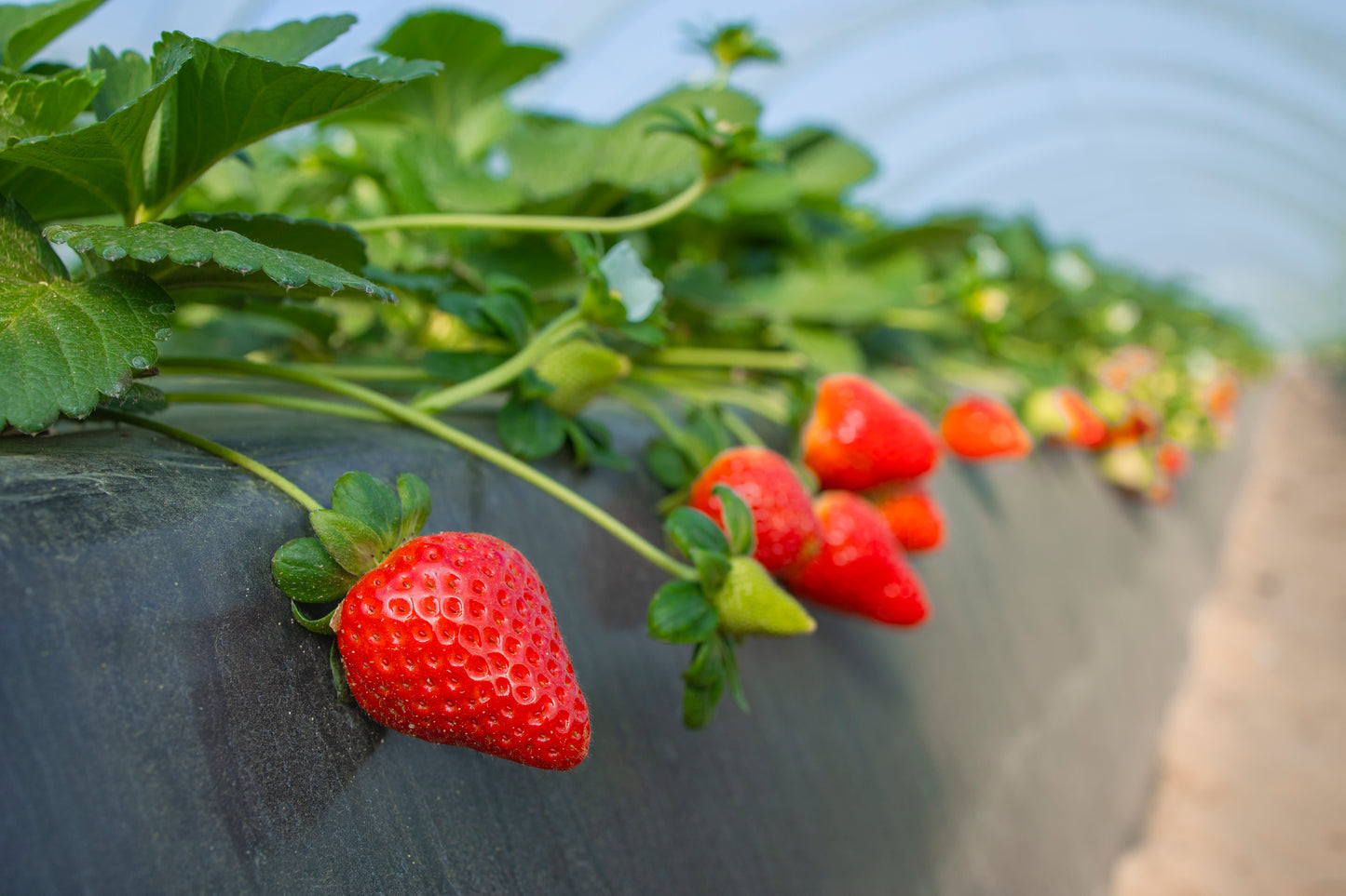 A close up of one perfectly formed berry in a row of strawberry plants with many ripe and unripe berries hanging on the side of a strawberry bed