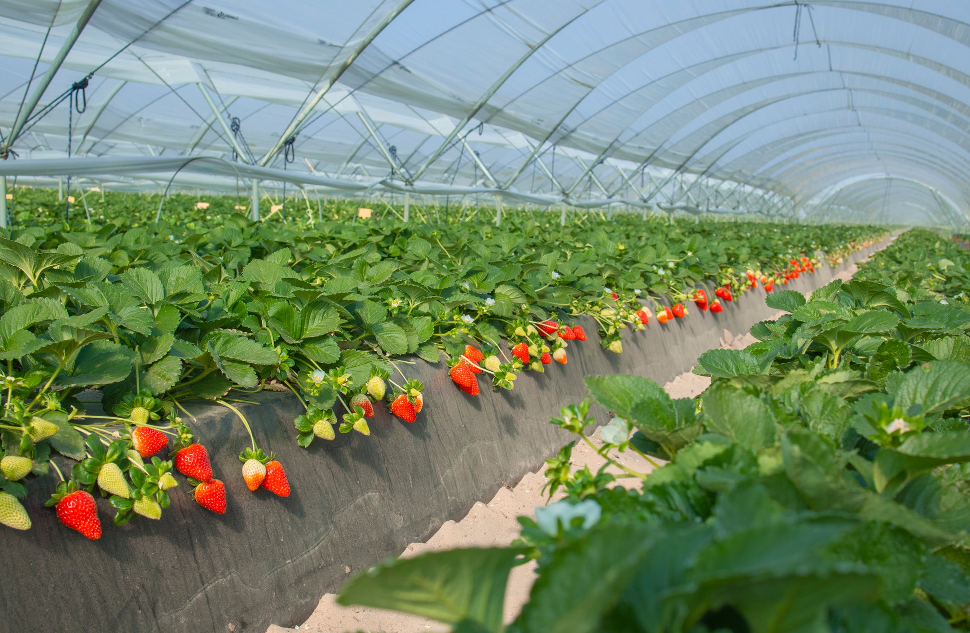 row of strawberry plants with many ripe and unripe berries hanging on the side of a strawberry bed