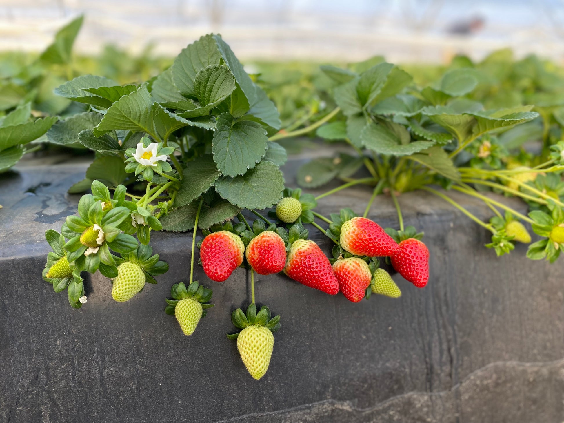 A well-developed strawberry plant with fruit of all stages including: ripe, unripe, and flowers.