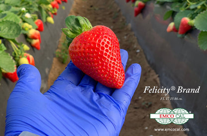 A huge and perfectly formed strawberry being held in a strawberry patch.