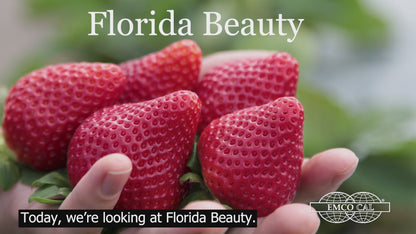 Belleza Florida™